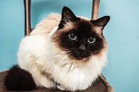 1-600-sealpoint-birman.jpg.optimal